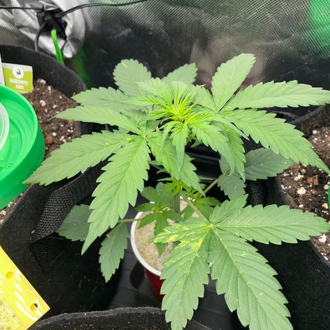 Mimosa Auto - Solo Cup Test 4 - by Killicz growlog timeline photo