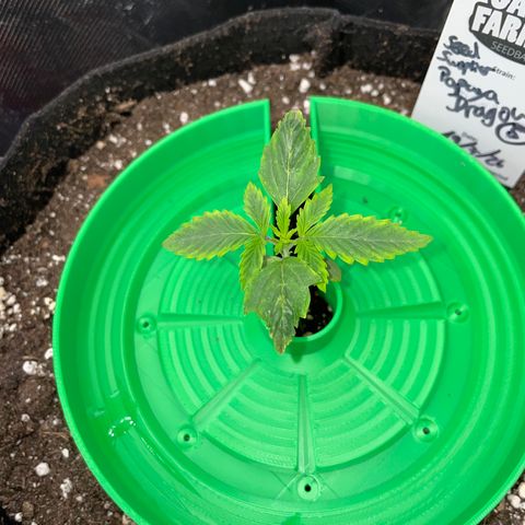 Papaya Dragon Auto - by Killicz growlog timeline photo