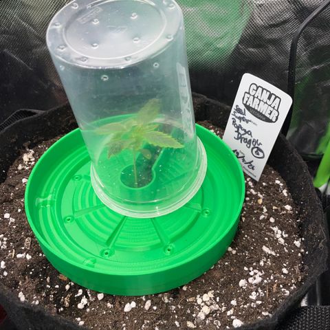 Papaya Dragon Auto - by Killicz growlog timeline photo
