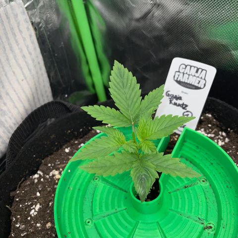 Ganja Runtz Auto - by Killicz growlog timeline photo