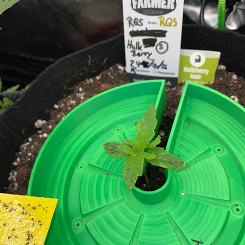 HulkBerry Automatic - by Killicz growlog timeline photo