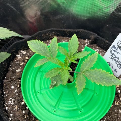 Papaya Dragon Auto - by Killicz growlog timeline photo