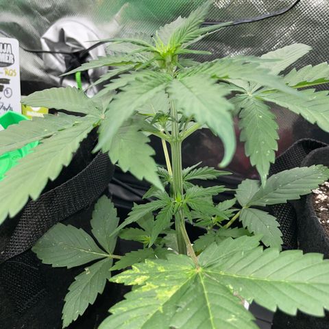 Mimosa Auto - Solo Cup Test 4 - by Killicz growlog timeline photo