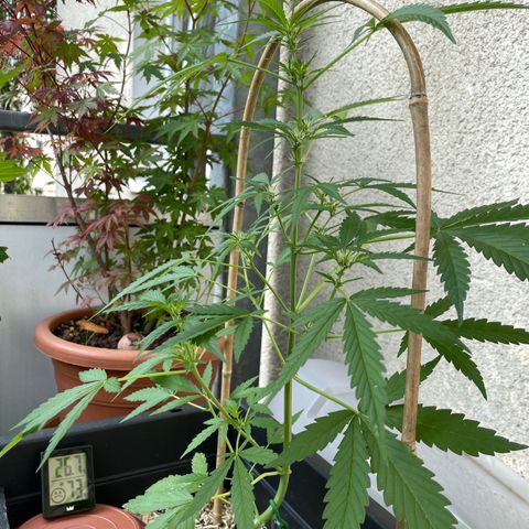 Ganja Runtz Auto - by KilliczGe  growlog timeline photo