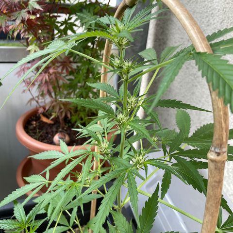 Ganja Runtz Auto - by KilliczGe  growlog timeline photo