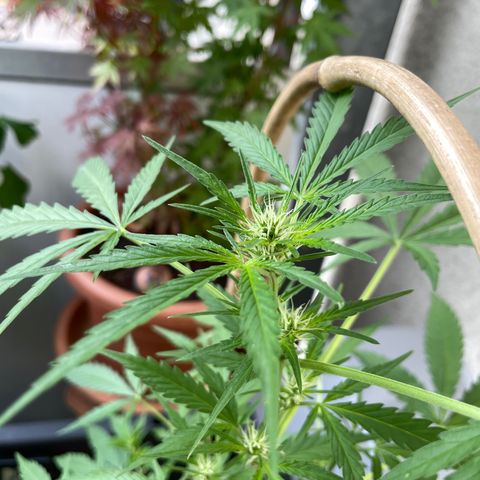 Ganja Runtz Auto - by KilliczGe  growlog timeline photo