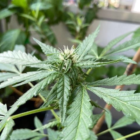 Purple Cookies XL Auto - by KilliczGe  growlog timeline photo