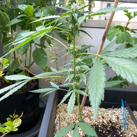 Purple Cookies XL Auto - by KilliczGe  growlog timeline photo