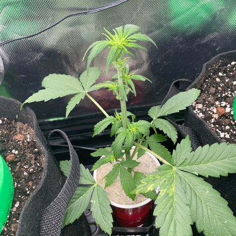 Mimosa Auto - Solo Cup Test 4 - by Killicz growlog timeline photo