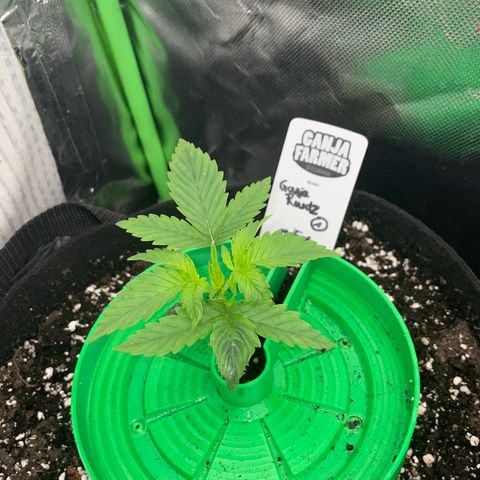 Ganja Runtz Auto - by Killicz growlog timeline photo