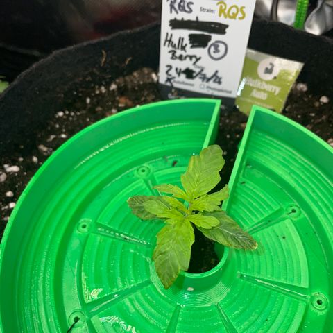 HulkBerry Automatic - by Killicz growlog timeline photo