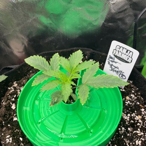 Papaya Dragon Auto - by Killicz growlog timeline photo