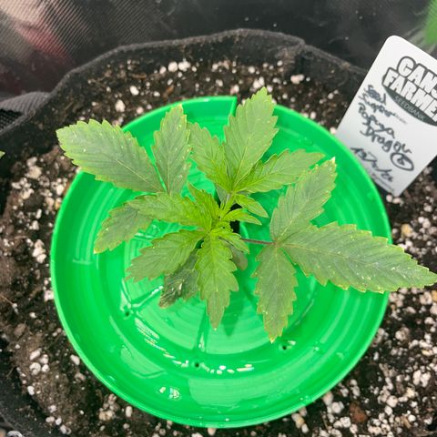 Papaya Dragon Auto - by Killicz growlog timeline photo