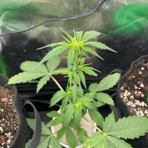 Mimosa Auto - Solo Cup Test 4 - by Killicz growlog timeline photo