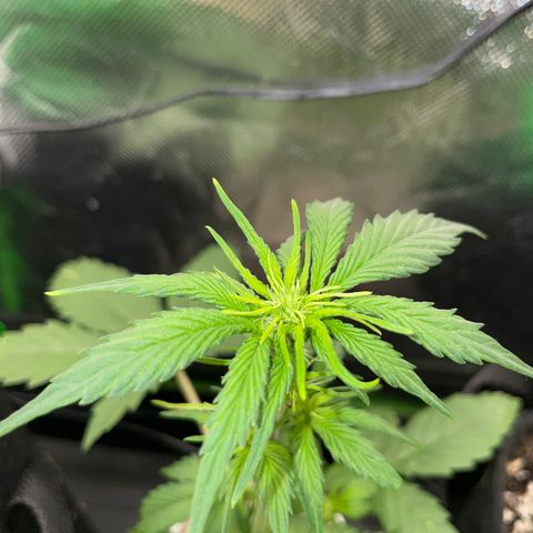 Mimosa Auto - Solo Cup Test 4 - by Killicz growlog timeline photo