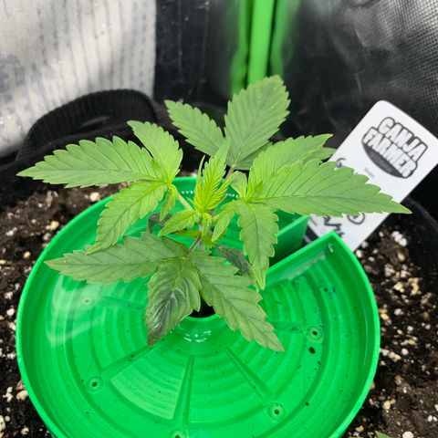 Ganja Runtz Auto - by Killicz growlog timeline photo