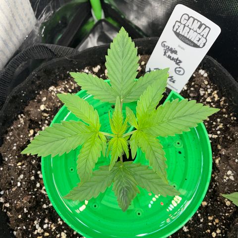 Ganja Runtz Auto - by Killicz growlog timeline photo
