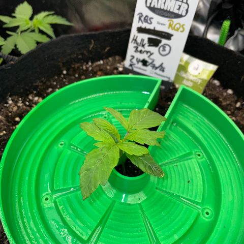 HulkBerry Automatic - by Killicz growlog timeline photo