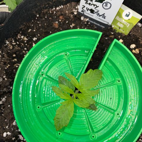 HulkBerry Automatic - by Killicz growlog timeline photo