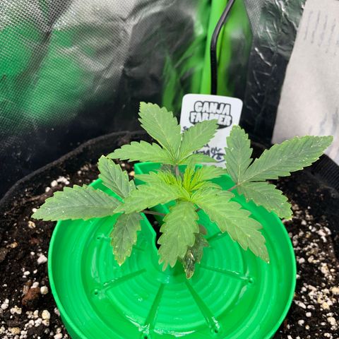 Papaya Dragon Auto - by Killicz growlog timeline photo