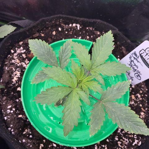 Papaya Dragon Auto - by Killicz growlog timeline photo