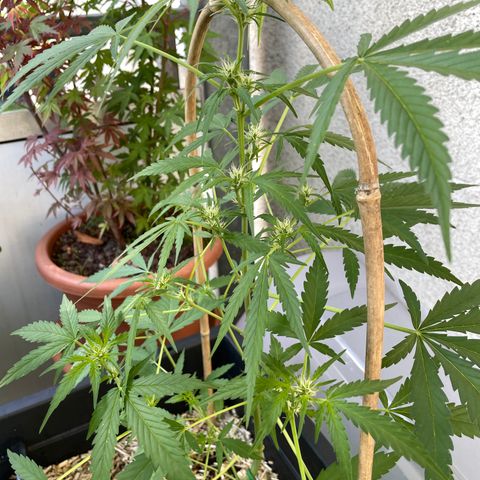 Ganja Runtz Auto - by KilliczGe  growlog timeline photo