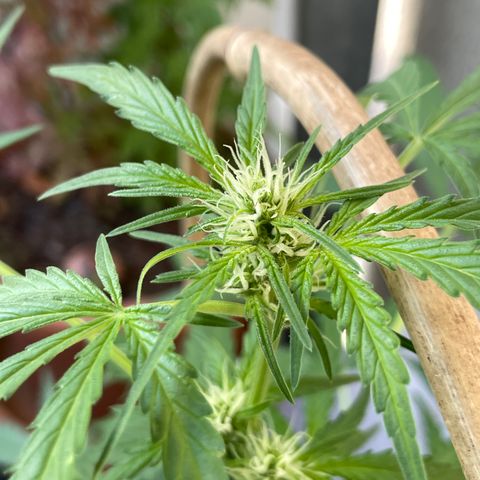 Ganja Runtz Auto - by KilliczGe  growlog timeline photo