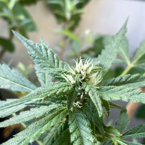 Purple Cookies XL Auto - by KilliczGe  growlog timeline photo