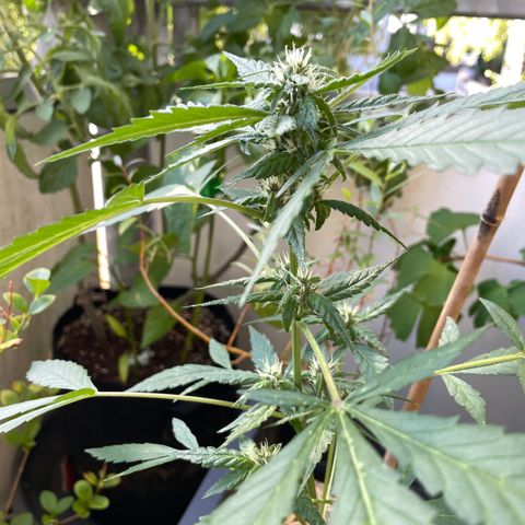 Purple Cookies XL Auto - by KilliczGe  growlog timeline photo