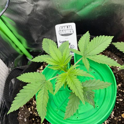 Ganja Runtz Auto - by Killicz growlog timeline photo