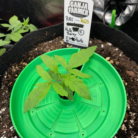 HulkBerry Automatic - by Killicz growlog timeline photo