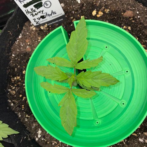 HulkBerry Automatic - by Killicz growlog timeline photo