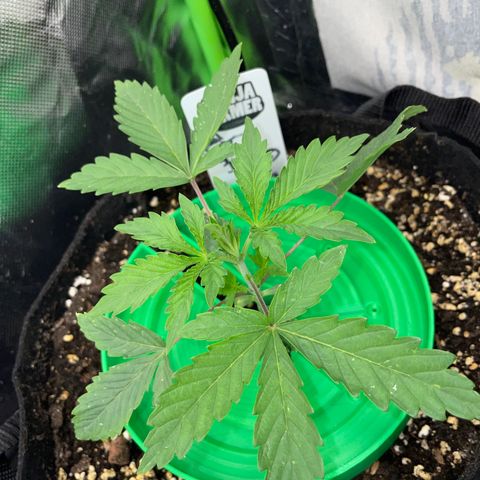 Papaya Dragon Auto - by Killicz growlog timeline photo