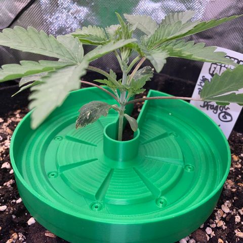 Papaya Dragon Auto - by Killicz growlog timeline photo