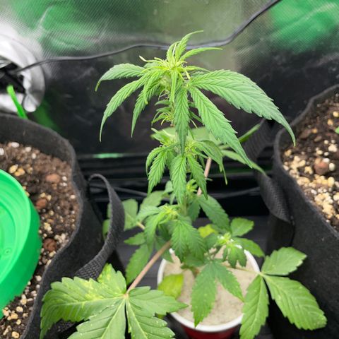 Mimosa Auto - Solo Cup Test 4 - by Killicz growlog timeline photo