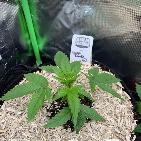 Ganja Runtz Auto - by Killicz growlog timeline photo