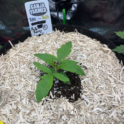 HulkBerry Automatic - by Killicz growlog timeline photo