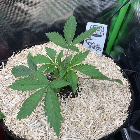 Papaya Dragon Auto - by Killicz growlog timeline photo