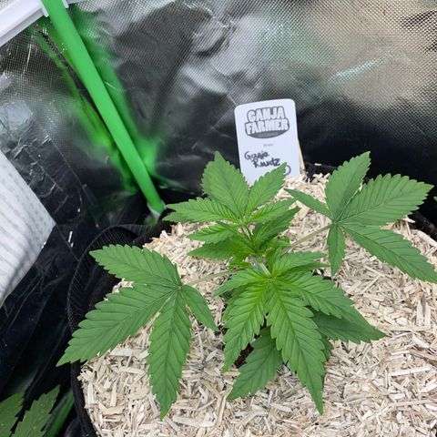 Ganja Runtz Auto - by Killicz growlog timeline photo