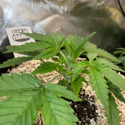 Ganja Runtz Auto - by Killicz growlog timeline photo