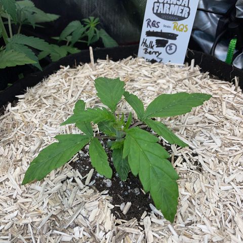 HulkBerry Automatic - by Killicz growlog timeline photo