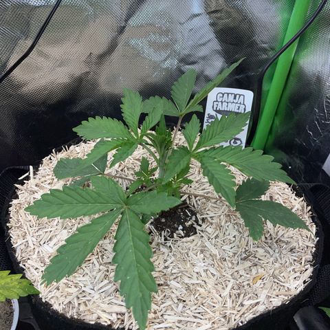 Papaya Dragon Auto - by Killicz growlog timeline photo