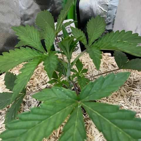 Papaya Dragon Auto - by Killicz growlog timeline photo