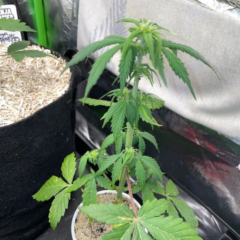 Mimosa Auto - Solo Cup Test 4 - by Killicz growlog timeline photo