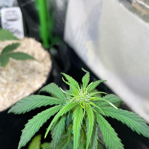 Mimosa Auto - Solo Cup Test 4 - by Killicz growlog timeline photo