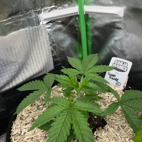 Ganja Runtz Auto - by Killicz growlog timeline photo