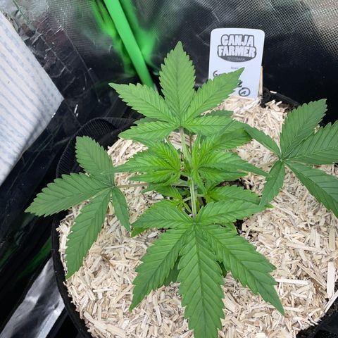 Ganja Runtz Auto - by Killicz growlog timeline photo