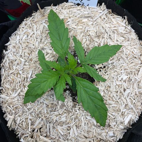 HulkBerry Automatic - by Killicz growlog timeline photo