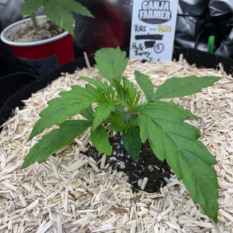 HulkBerry Automatic - by Killicz growlog timeline photo