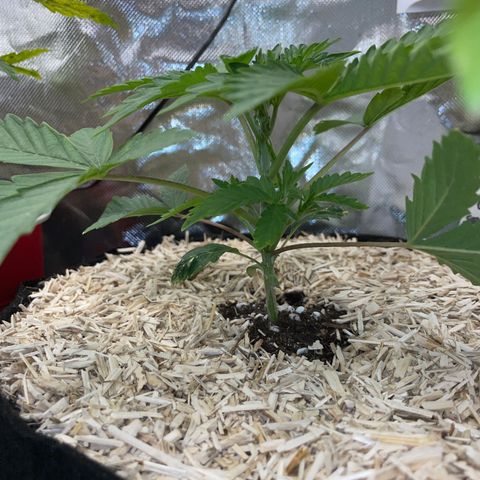 Papaya Dragon Auto - by Killicz growlog timeline photo